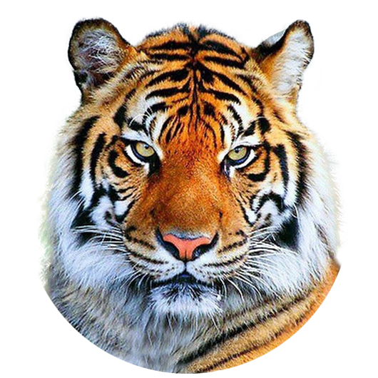 Логотип ООО Тигр